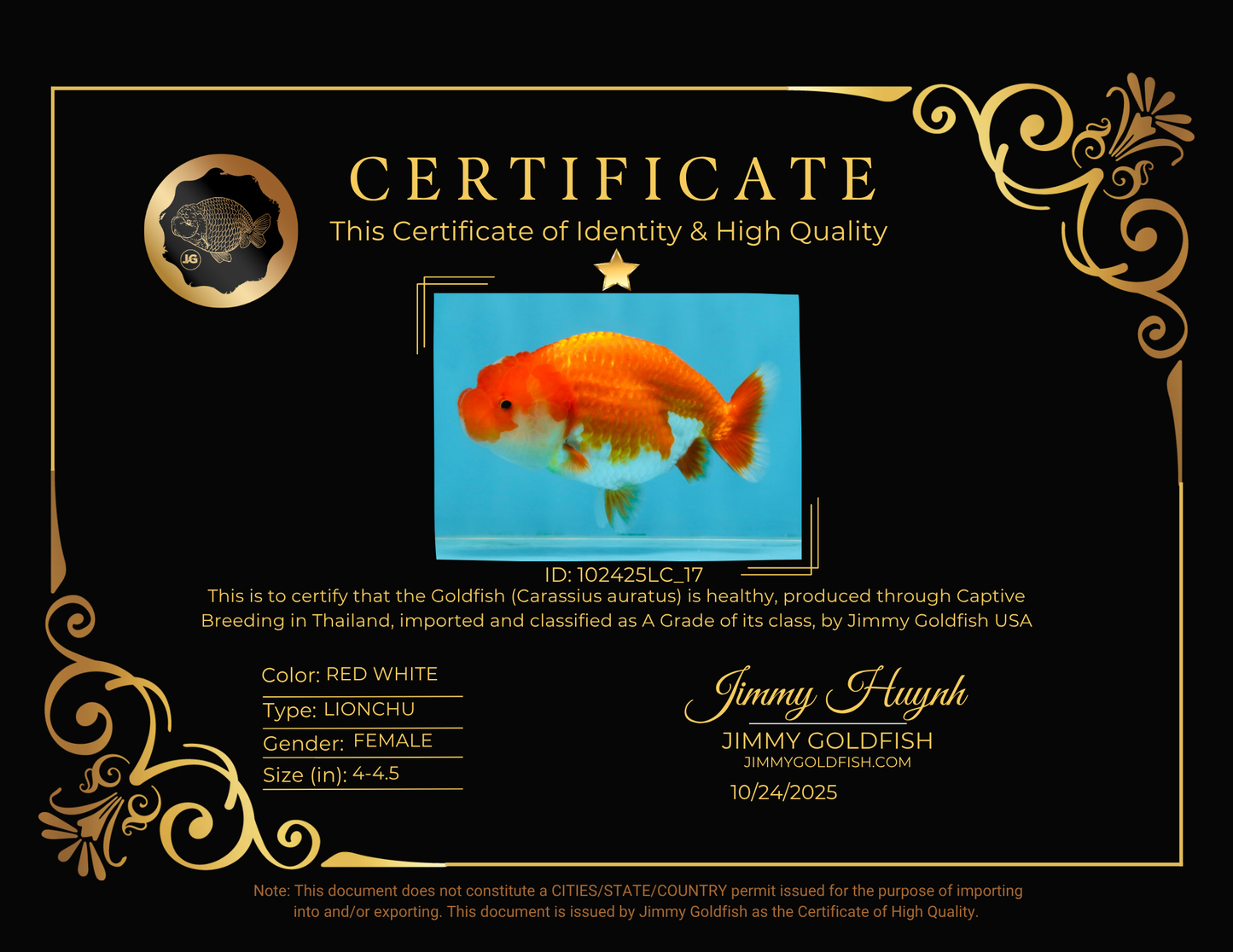 A Grade Red White LionQueen 4-4.5 inches #102425LC_17