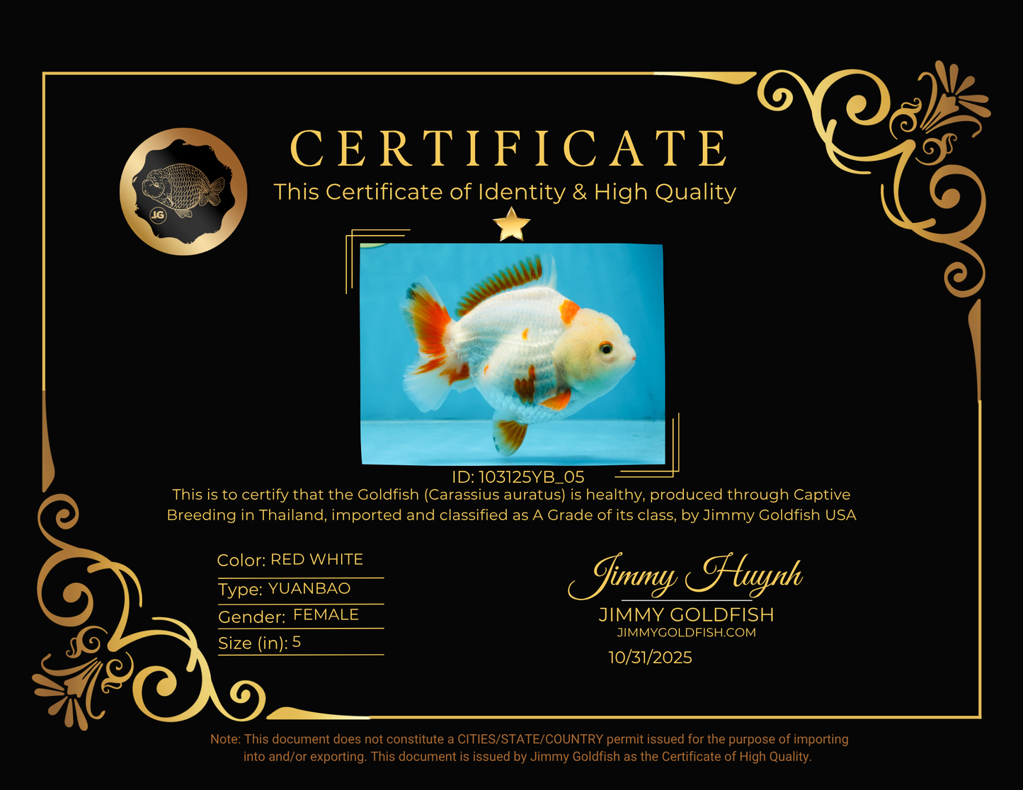 A Grade Red White Yuanbao Female 5 inches #103125YB_05