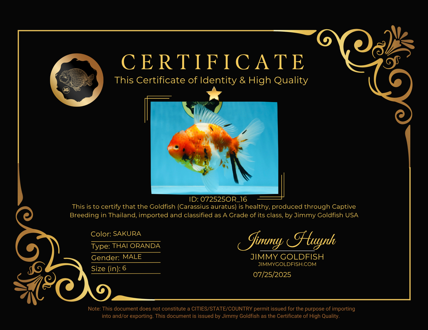 A Grade FANCY Sakura Oranda Male 6 inches #072525OR_16