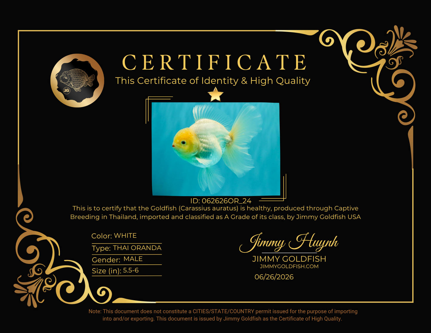 A Grade Strong Body Structure White Oranda Male 5.5-6 inches #062626OR_24