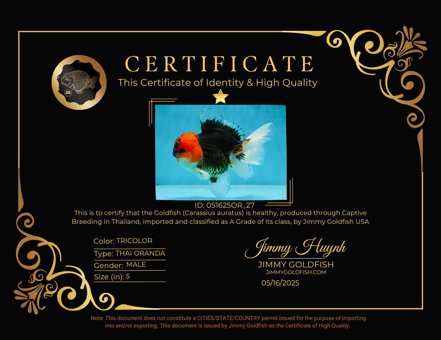 A Grade SPECIAL Tricolor Oranda Male 5  inches #051625OR_27