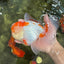AAA JUMBO Grade Red White Oranda Male 6.5 inches #051625OR_33