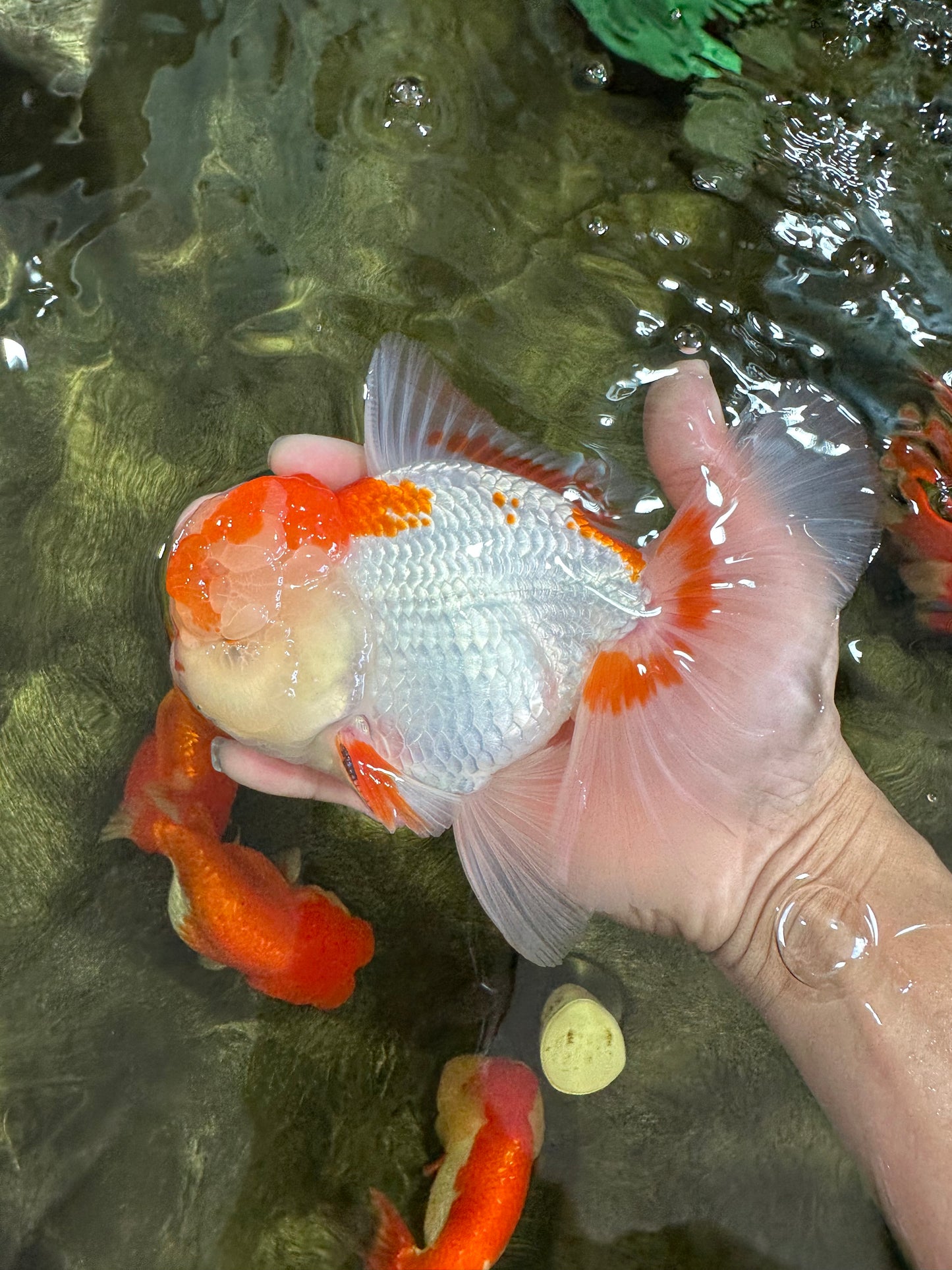 AAA JUMBO Grade Red White Oranda Male 6.5 inches #051625OR_33