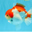 LITTLE BAO AAA Grade Red White Yuanbao Male 5.5 inches #032726YB_04