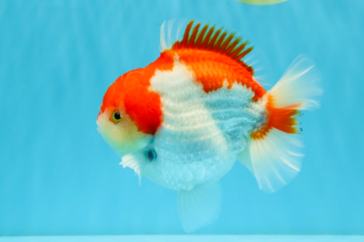 LITTLE BAO AAA Grade Red White Yuanbao Male 5.5 inches #032726YB_04