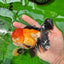 A Grade Tricolor Oranda Male 5 inches #0830OR_19