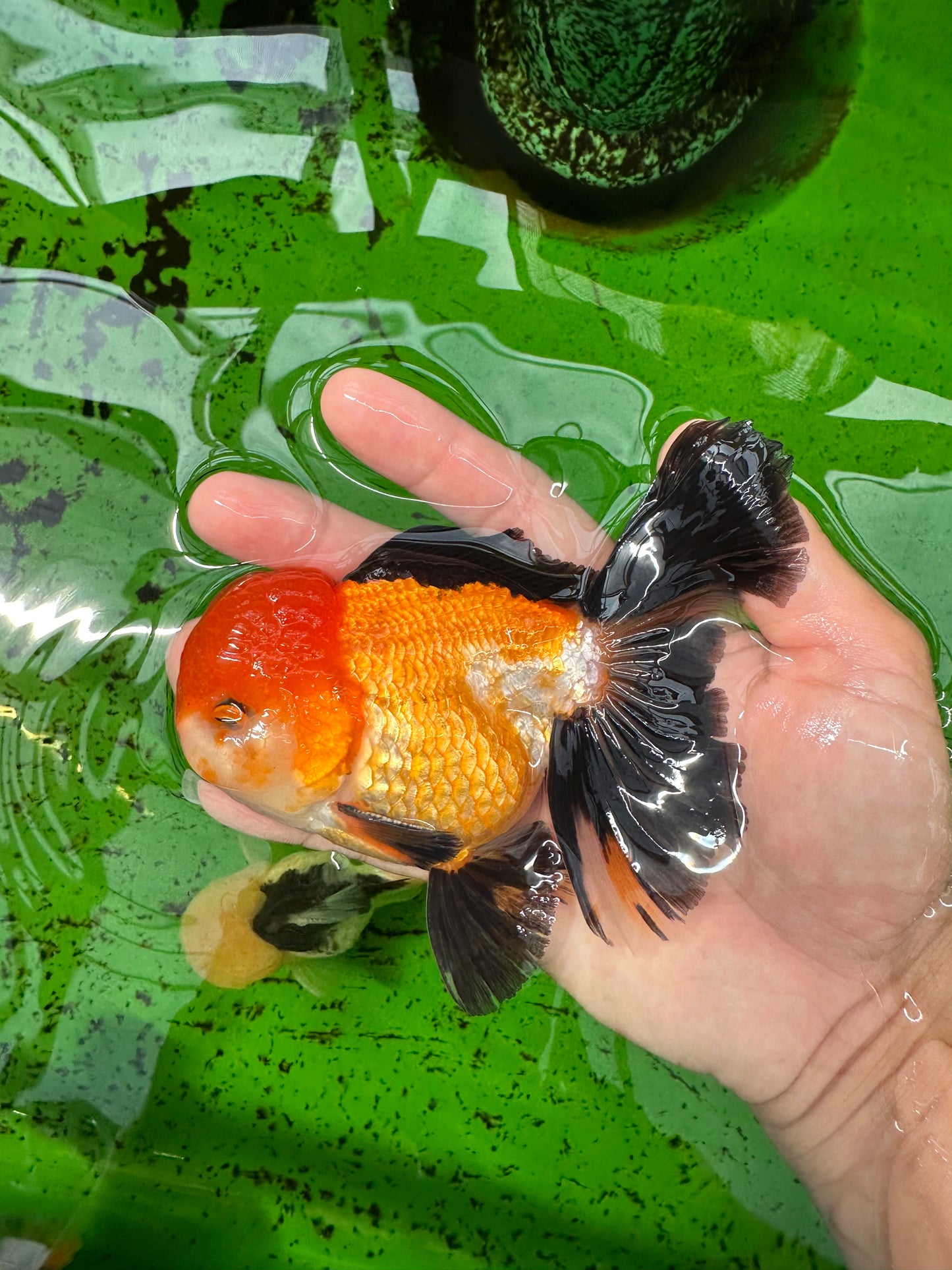 A Grade Tricolor Oranda Male 5 inches #0830OR_19