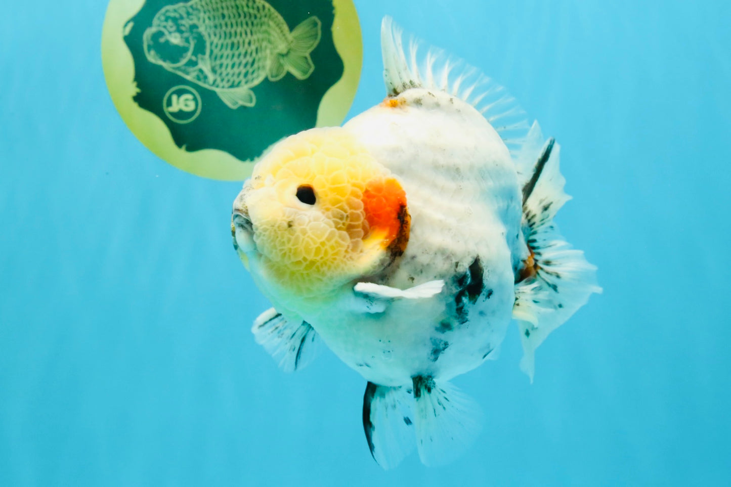 AAA Grade Marble Yuanbao Male 5.5-6 inches #041026YB_25