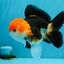 MARIO Tricolor Oranda Male 5-5.5 inches #041026OR_10