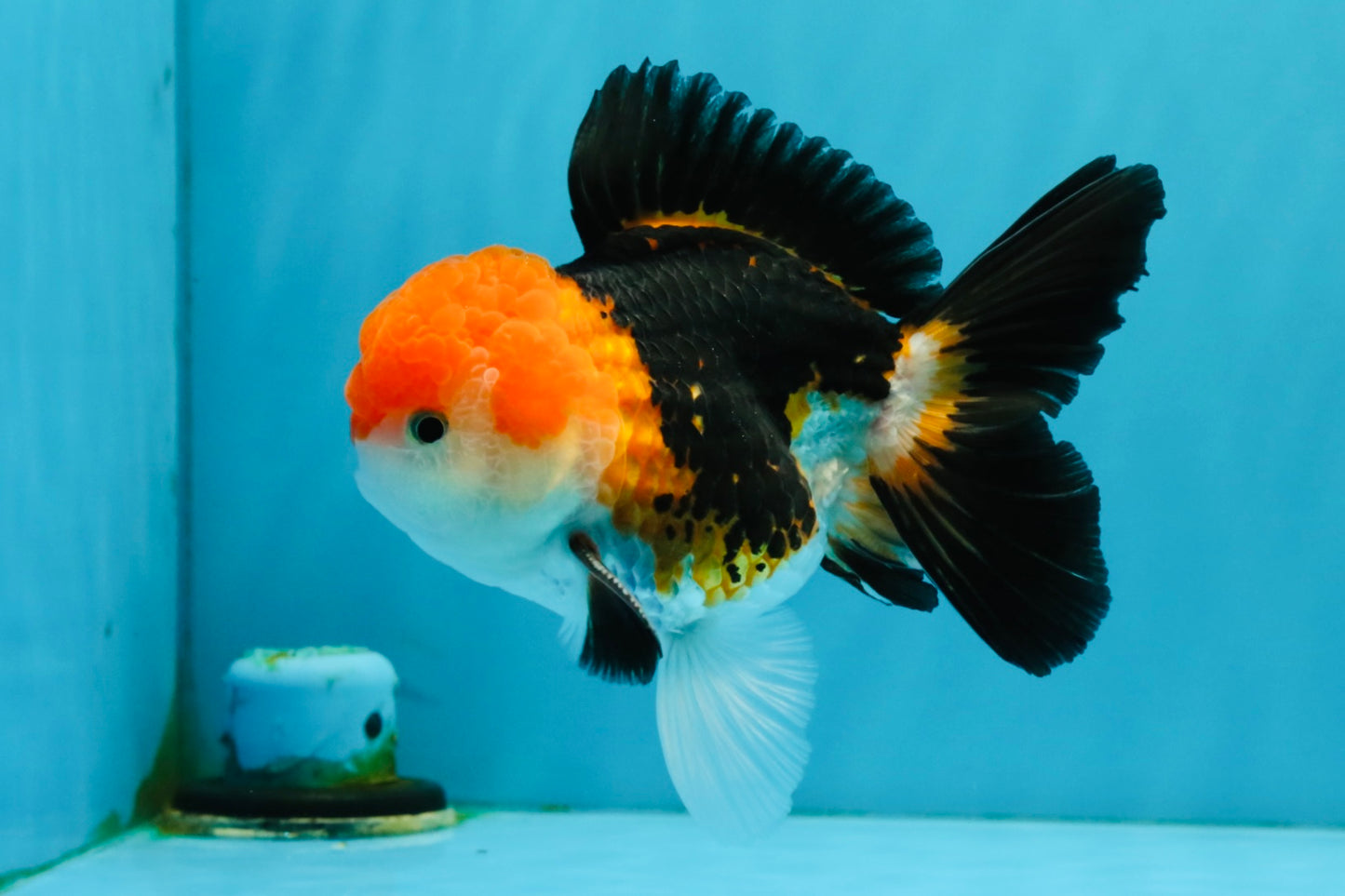 MARIO Tricolor Oranda Male 5-5.5 inches #041026OR_10