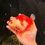 SUPER CUTE A Grade Red White Yuanbao Male 5-5.5 inches #041726YB_16