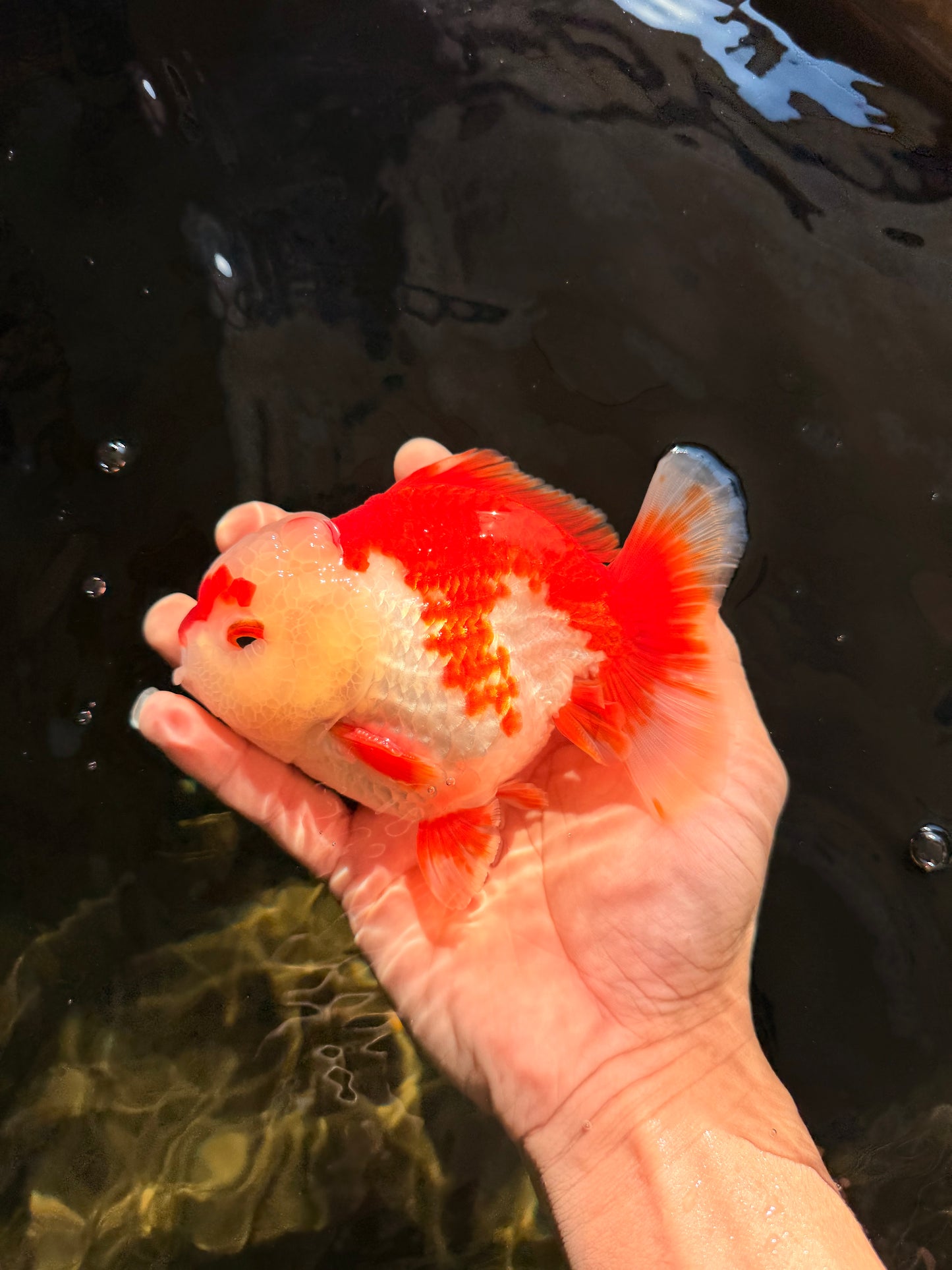 SUPER CUTE A Grade Red White Yuanbao Male 5-5.5 inches #041726YB_16