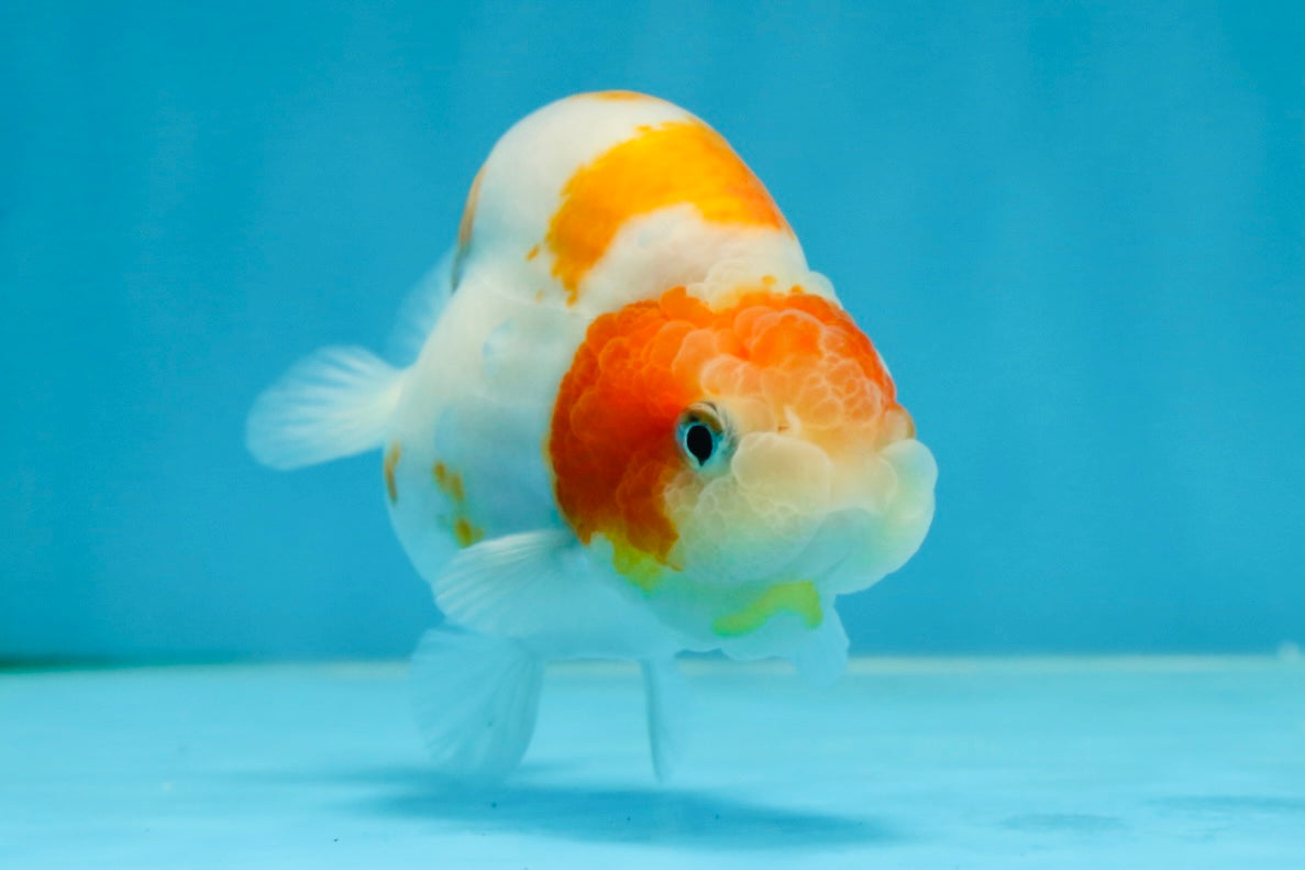 A Grade Kohaku Sakura Female LionQueen 4-4.5 inches #060625LC_02