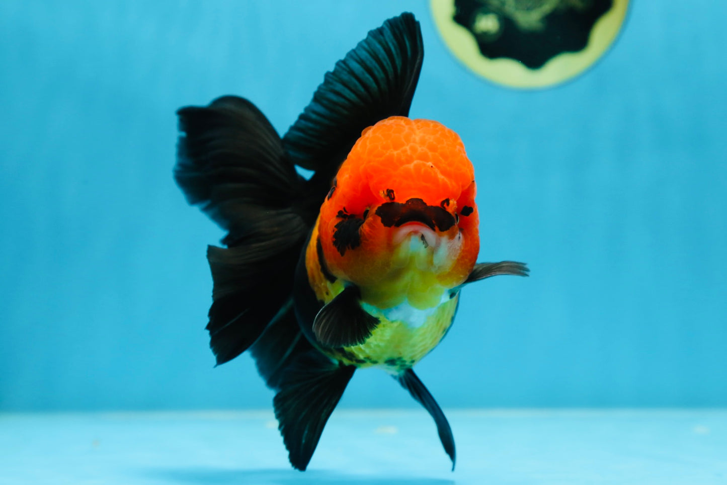 AAA Grade UNIQUE Apache Oranda Female 5.5-6 inches #080825OR_09