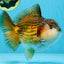 A Grade CHUBBY Tricolor Yuanbao Male 5.5-6  inches #100325YB_03