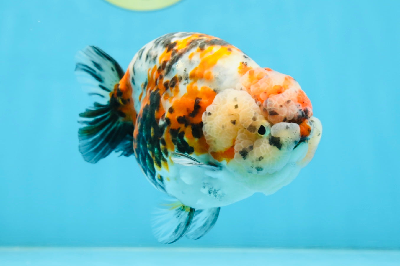 AAA Grade Special Calico LionKing 4.5-5 inches #101025RC_21