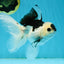 A Grade Panda Button Eyes Oranda Male 5 inches #010325OR_11