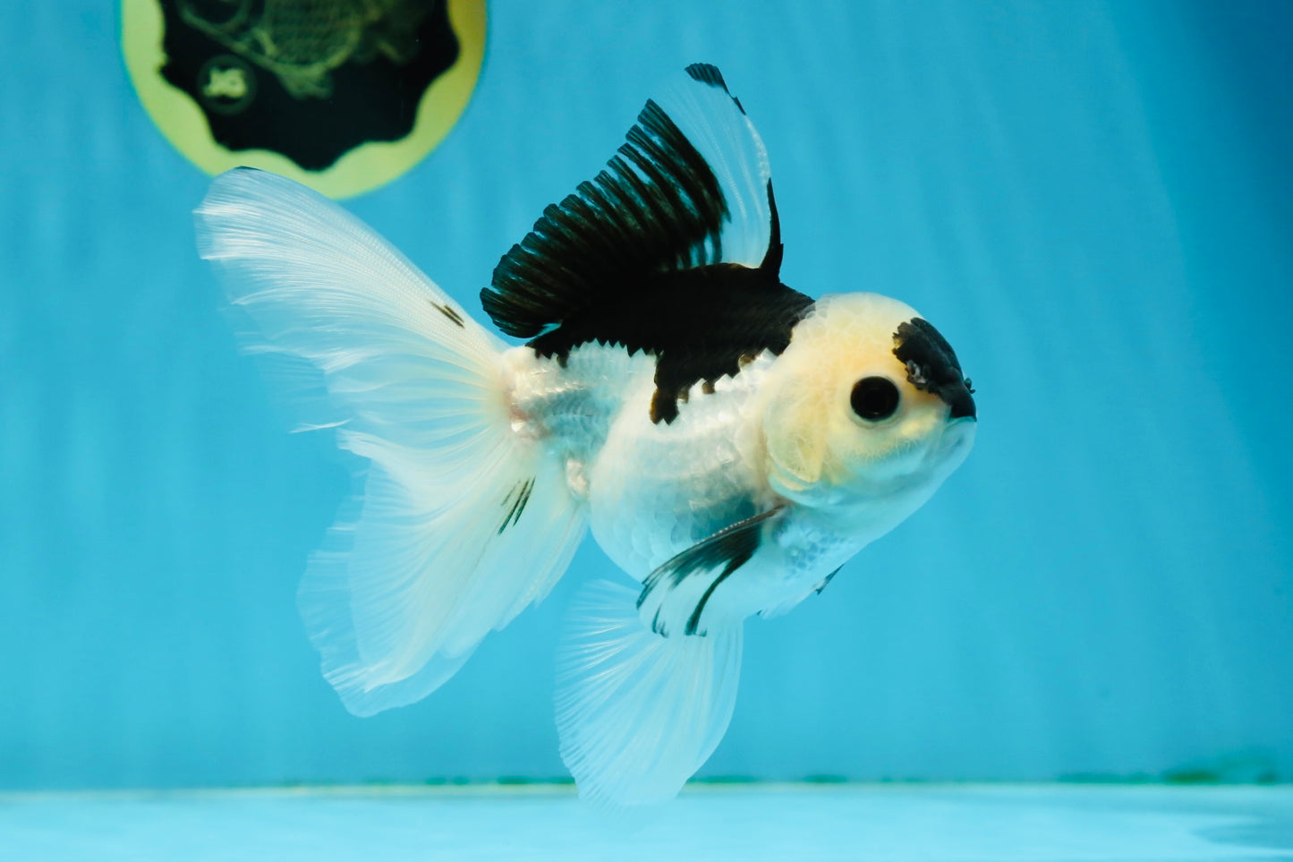 A Grade Panda Button Eyes Oranda Male 5 inches #010325OR_11