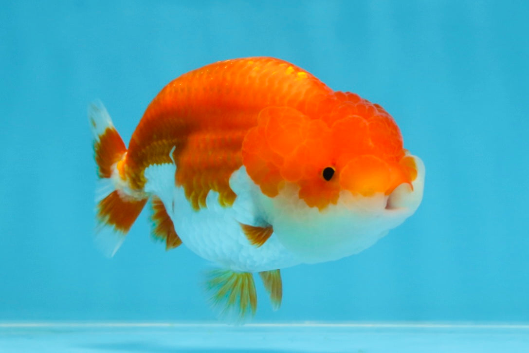 BIG WEN AAA Grade Red White LionQueen 4 inches #101725LC_06