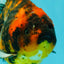 A Grade Tiger Oranda Female 5-5.5 inches #071726OR_15