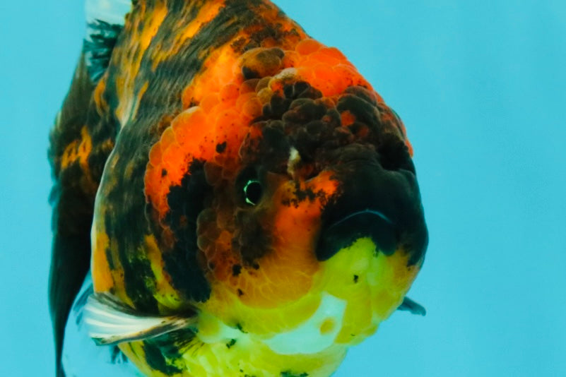 A Grade Tiger Oranda Female 5-5.5 inches #071726OR_15
