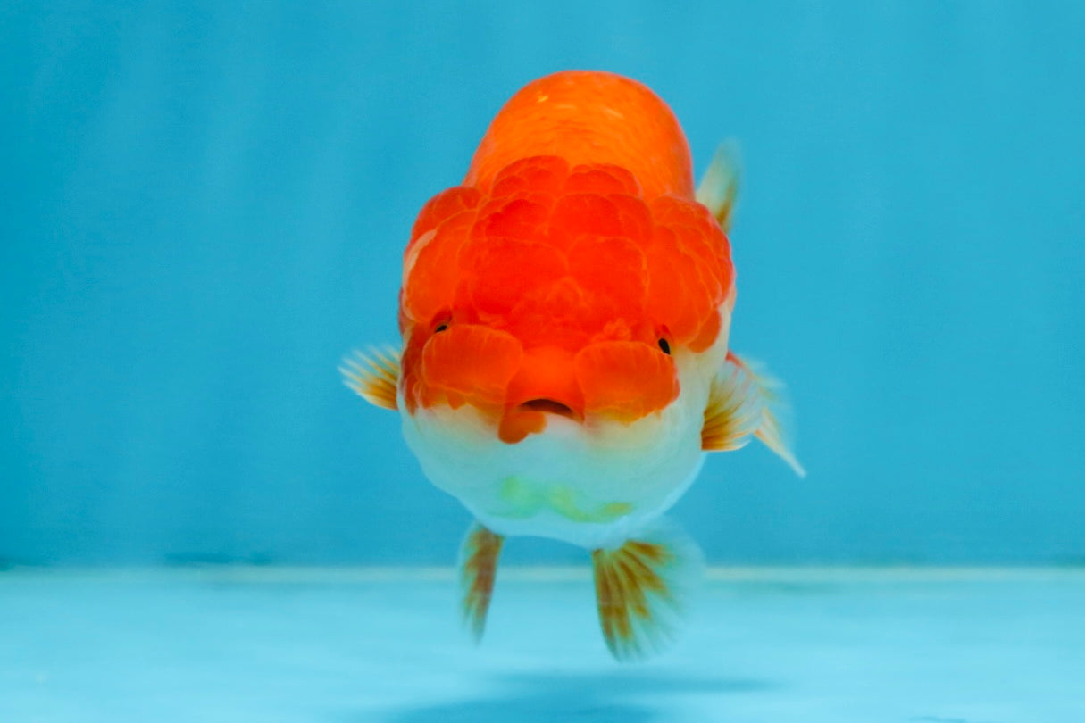 CHUBBY AAA Grade Red White LionQueen 4-4.5 inches #102425LC_13