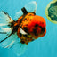 A Grade Tiger Oranda Male 7.5 inches #101626OR_19