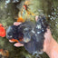 BATMAN AAA Grade Kirin Oranda Male 6.5 inches #080726OR_14