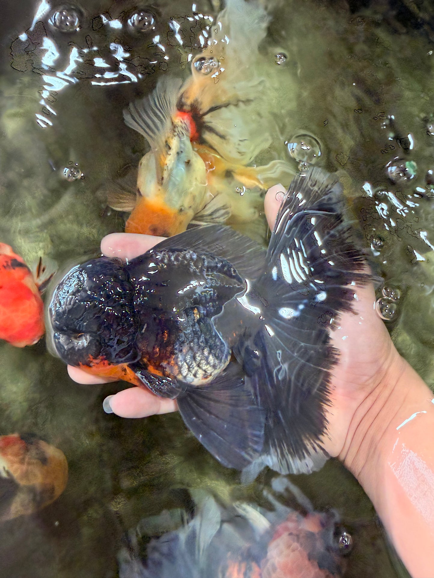 BATMAN AAA Grade Kirin Oranda Male 6.5 inches #080726OR_14