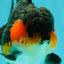 SHOW GRADE CHUBBY Tricolor Yuanbao Male 5 inches #071026YB_08