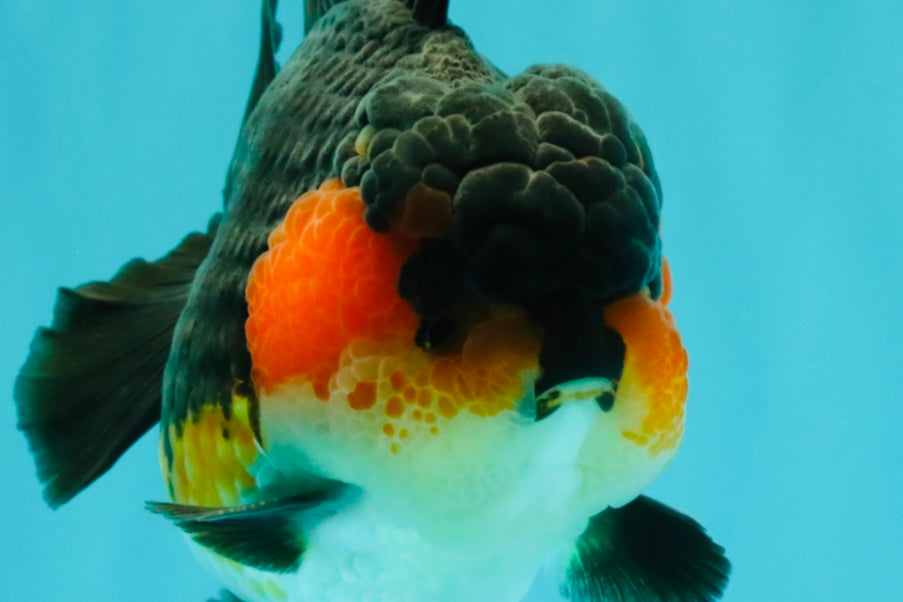 SHOW GRADE CHUBBY Tricolor Yuanbao Male 5 inches #071026YB_08