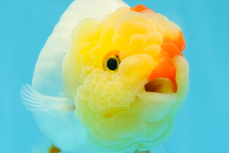 UNIQUE A Grade Red White LionQueen 4.5 inches #050225LC_18