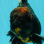 CHONKY A Grade Kirin Oranda Male 6.5-7 inches #071026OR_34