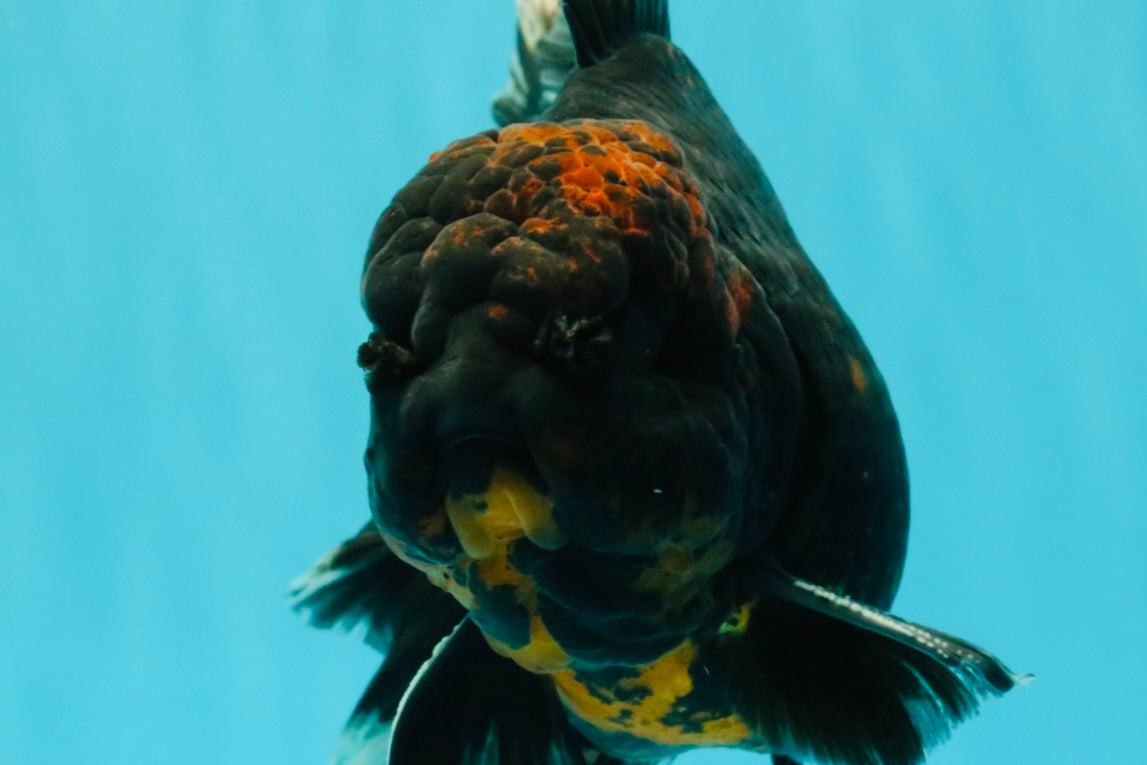 CHONKY A Grade Kirin Oranda Male 6.5-7 inches #071026OR_34