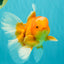 A Grade Red White Oranda Male 5.5-6 inches #091826OR_03