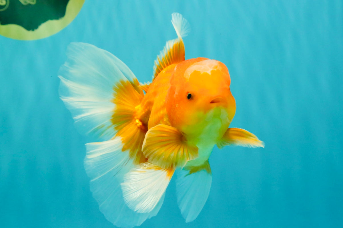 A Grade Red White Oranda Male 5.5-6 inches #091826OR_03