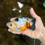 A Grade Calico Chinese Ranchu Female 4.5-5 inches #112125RC_16