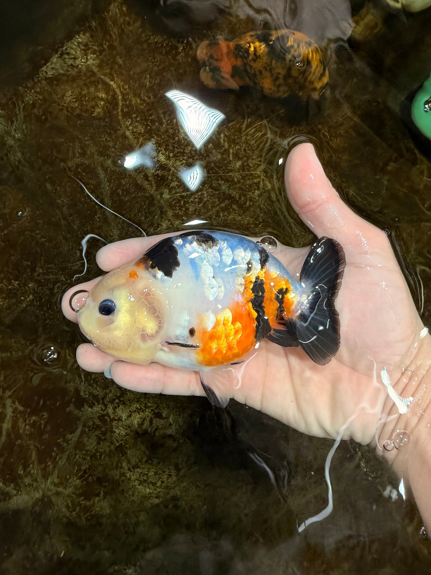 A Grade Calico Chinese Ranchu Female 4.5-5 inches #112125RC_16