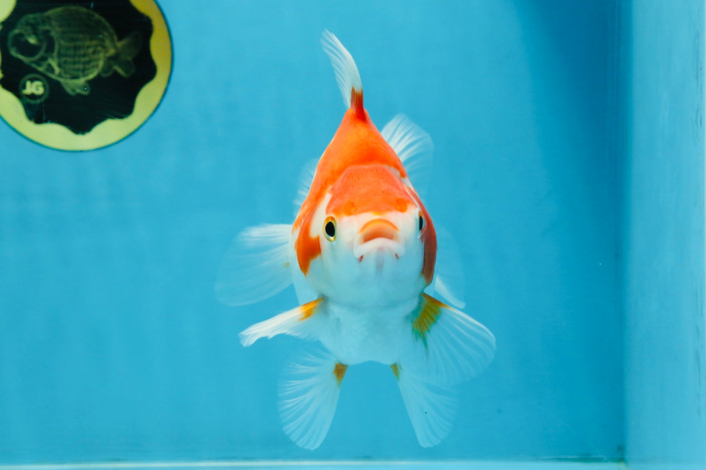 A Grade Red White Ryukin Female 5.5-6 inches #111425RK_06