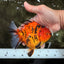 AAA Grade Tiger Yuanbao Female 5.5  inches #072426YB_29