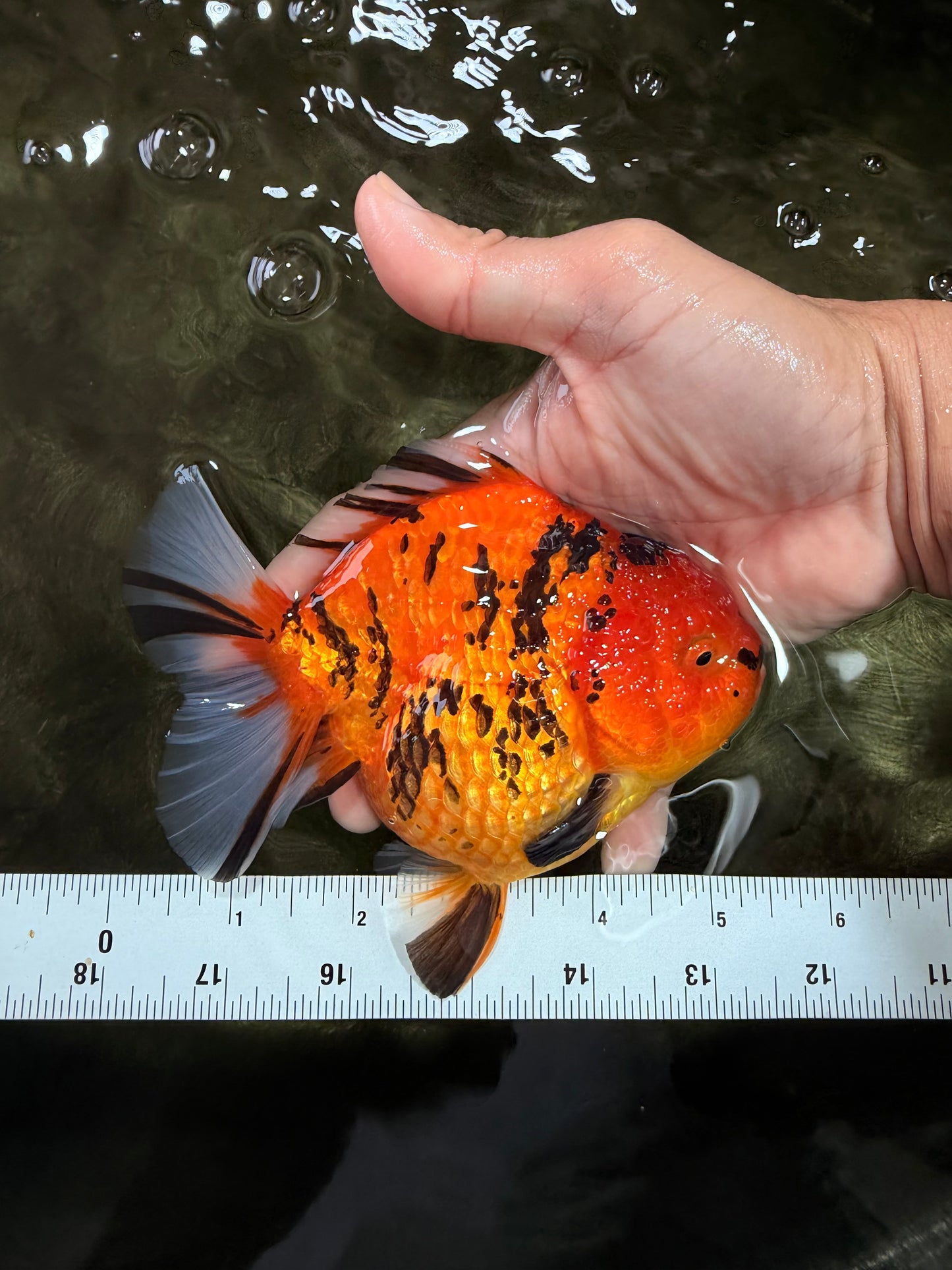 AAA Grade Tiger Yuanbao Female 5.5  inches #072426YB_29