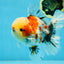 AAA Grade Godzilla Pepper Calico Oranda Male 5-5.5 inches #053025OR_27