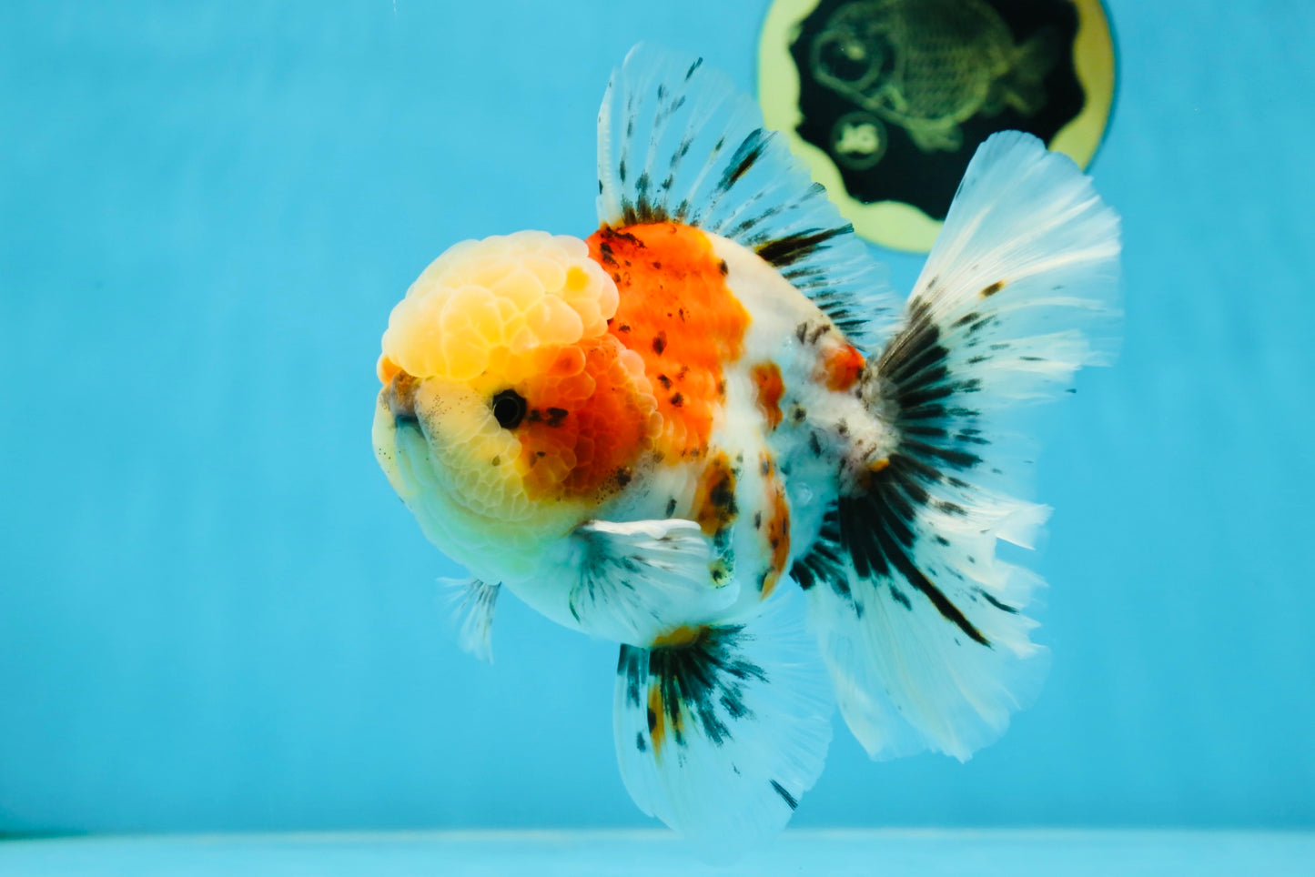 AAA Grade Godzilla Pepper Calico Oranda Male 5-5.5 inches #053025OR_27