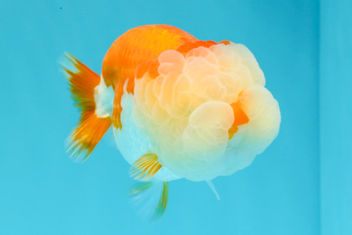 A Grade Red White LionQueen 4.5 inches #030626LC_03