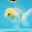 A Grade BEAUTIFUL White Oranda Male 5 inches #072525OR_14