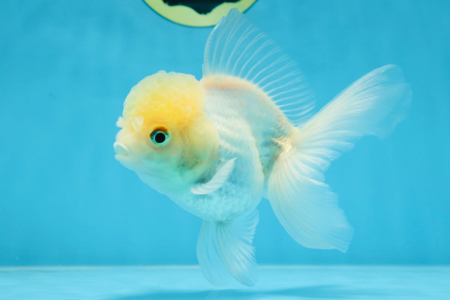 A Grade BEAUTIFUL White Oranda Male 5 inches #072525OR_14