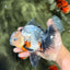A Grade Marble Oranda Male 6.5-7 inches #072426OR_09