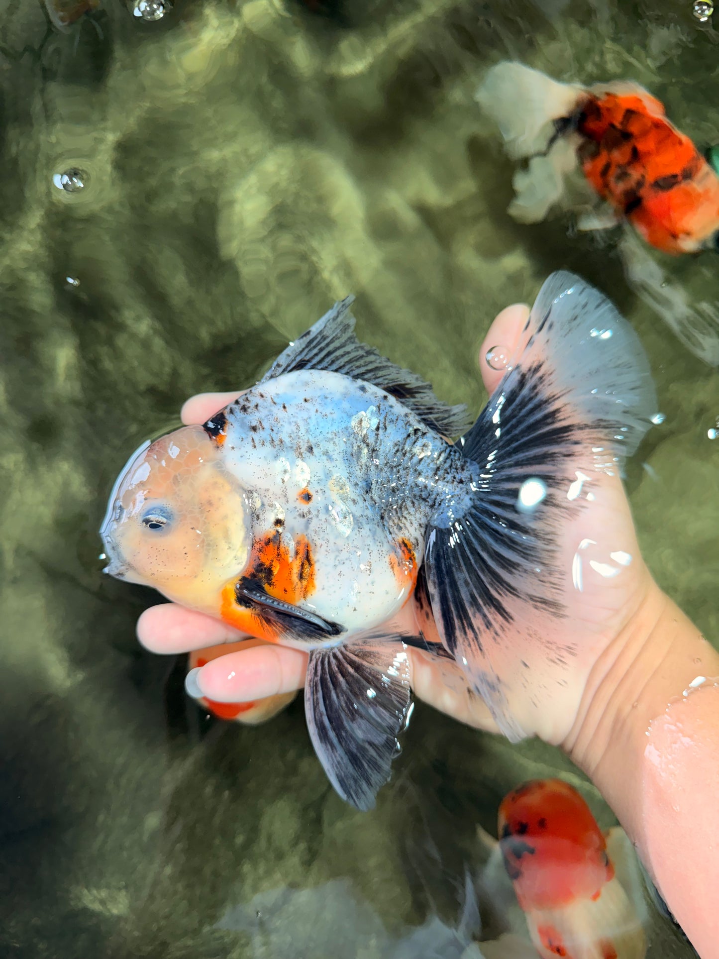 A Grade Marble Oranda Male 6.5-7 inches #072426OR_09