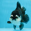 A Grade Pompom Panda Oranda Female 6 inches #101725OR_31