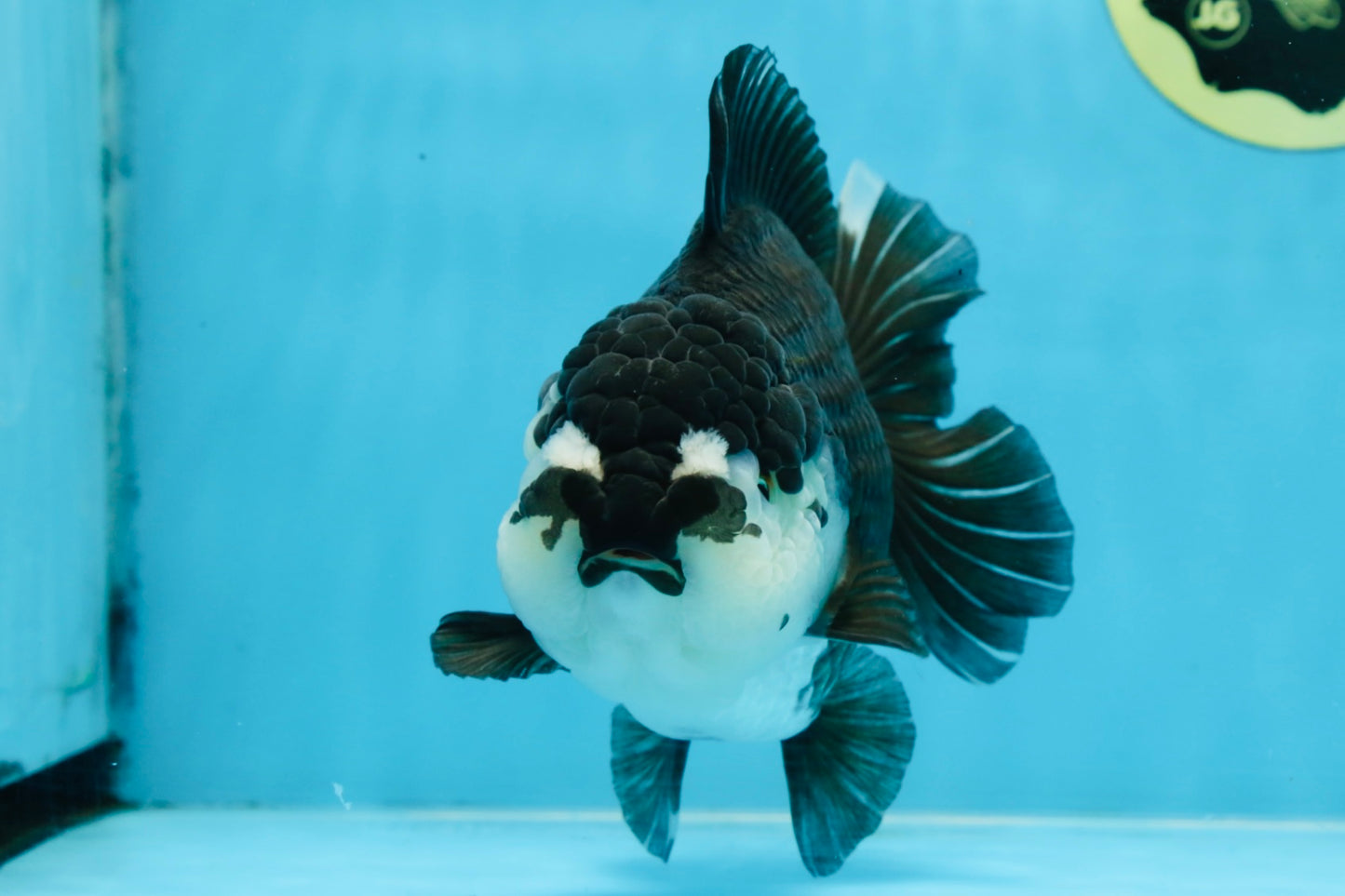 A Grade Pompom Panda Oranda Female 6 inches #101725OR_31
